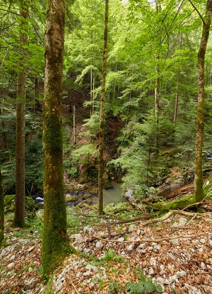 Galbena river in Romania — Stok fotoğraf