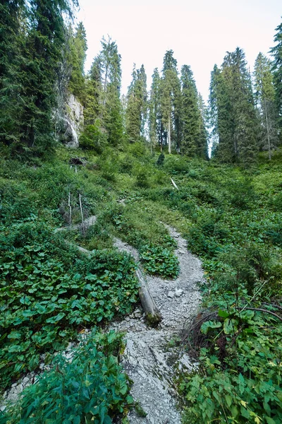 Pineta e sentiero escursionistico — Foto Stock