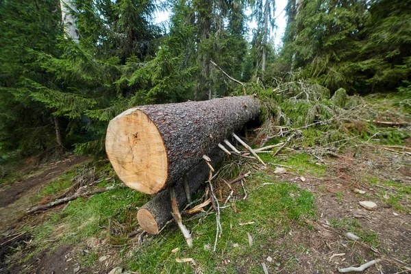 Büyük çam ağacı — Stok fotoğraf