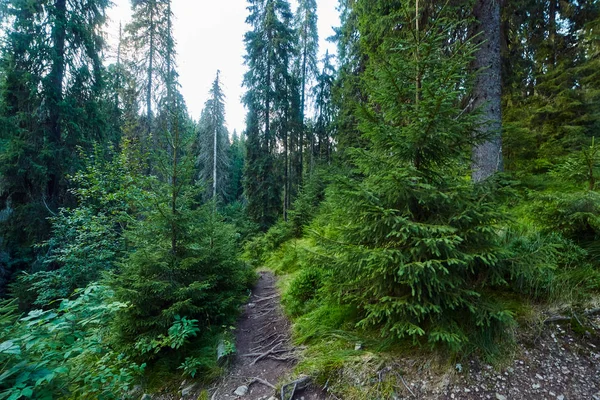 Pine forest and hiking trail — Stock Photo, Image
