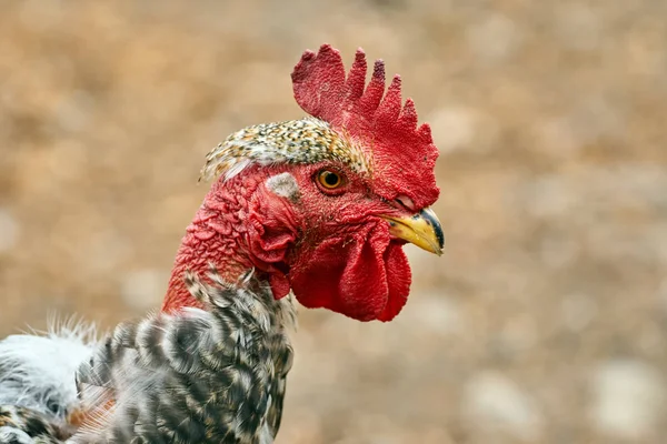 Head of common rooster — Stock Photo, Image