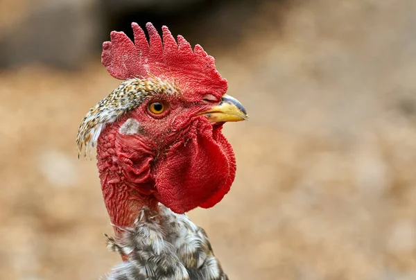 Head of common rooster — Stock Photo, Image