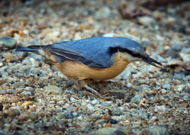 Yere Avrupa sıvacı kuşu
