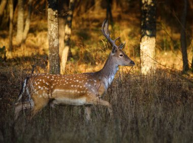 gün batımında forest yakınındaki geyik