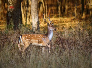 gün batımında forest yakınındaki geyik