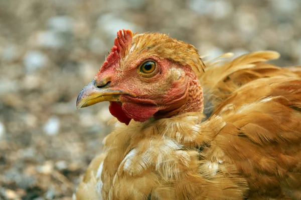 kahverengi tavuk açık