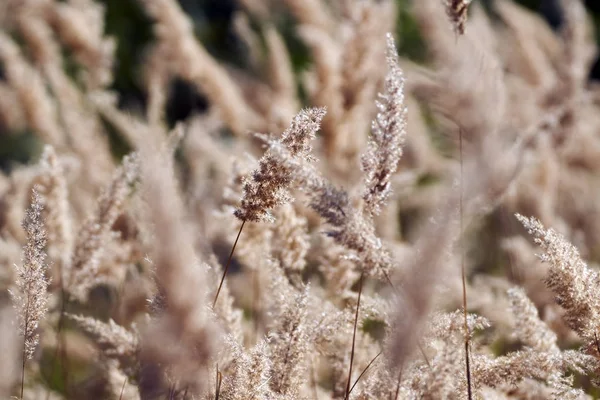 Trockene Schilfpflanzen — Stockfoto