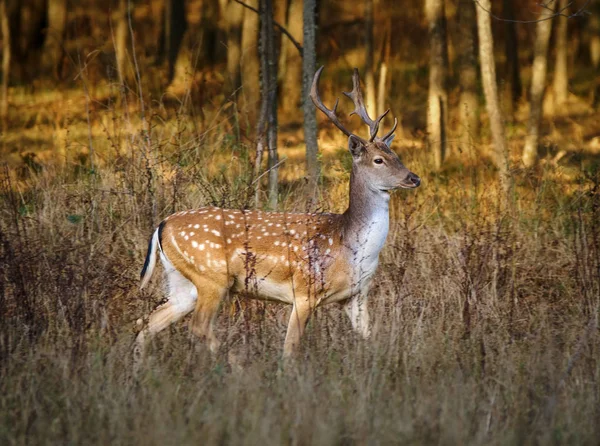 gün batımında forest yakınındaki geyik