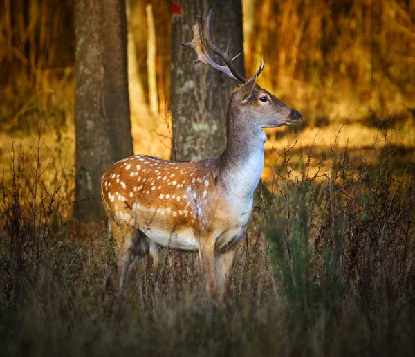 gün batımında forest yakınındaki geyik