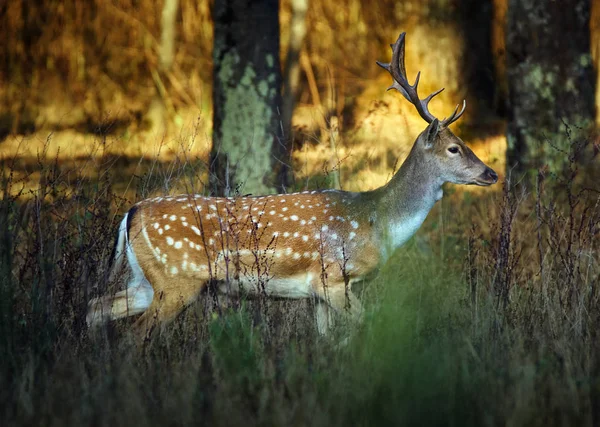 Deer near forest at sunset — Stock Photo, Image