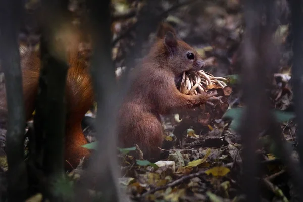 Esquilo bonito com cogumelos — Fotografia de Stock