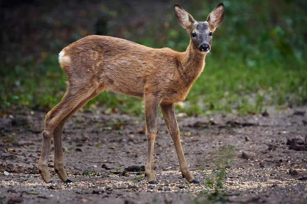 Capriolo a foresta — Foto Stock