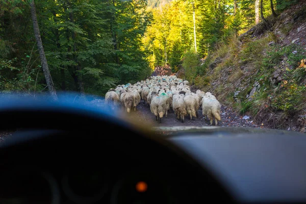 Traffico bloccato dal passaggio degli ovini — Foto Stock