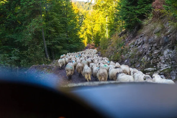 Verkehr durch vorbeifahrende Schafe blockiert — Stockfoto