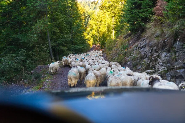 羊を渡すことによってブロックされたトラフィック — ストック写真