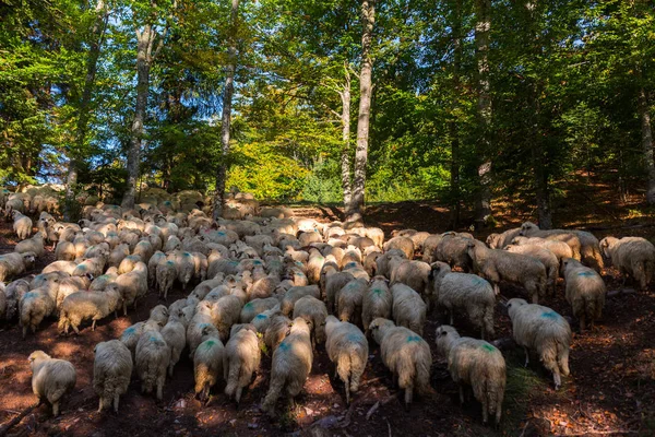 Rebanho de ovelhas que atravessam a montanha — Fotografia de Stock