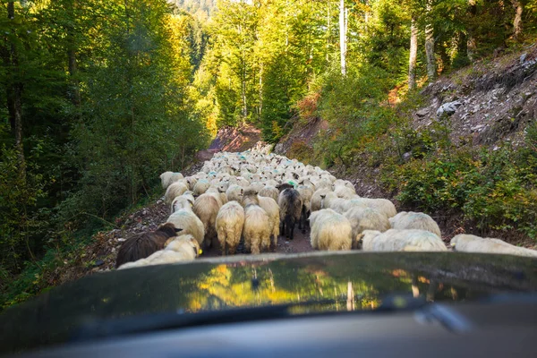 Provoz blokován předáním ovce — Stock fotografie