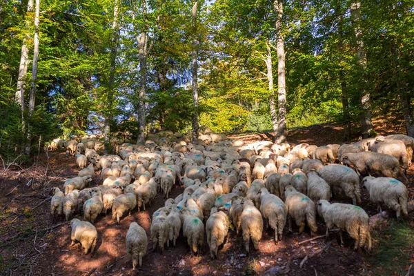 Стадо овец, пересекающих гору — стоковое фото