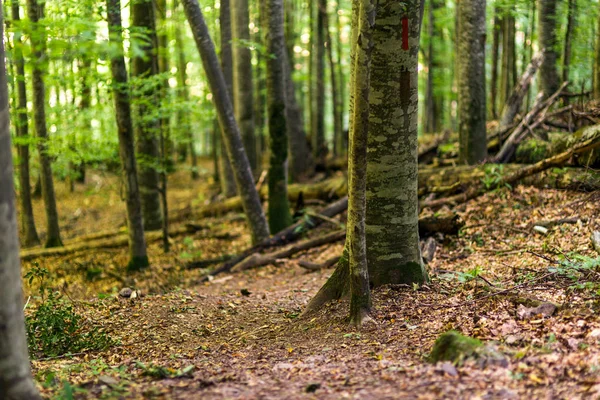 Foresta di alberi decidui — Foto Stock