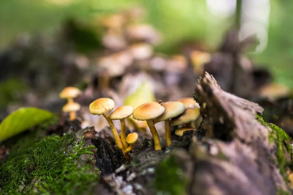 Honey mushrooms cluster — Stock Photo, Image