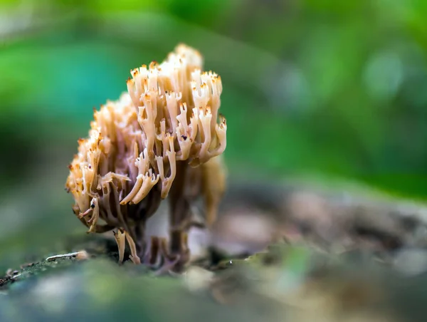 Coral mushroom growing in forest — Stock Photo, Image