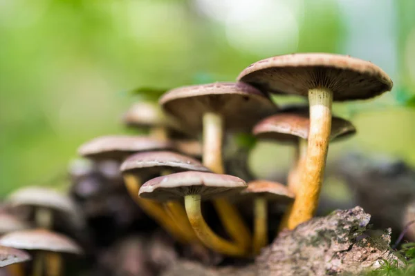 Кластер медовых грибов — стоковое фото