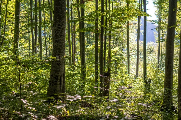 Forest of deciduous trees