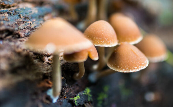 Common stump brittlestem