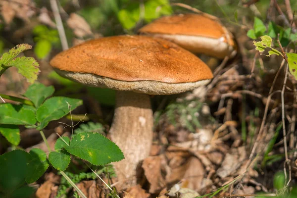 Кепські гриби в лісі — стокове фото