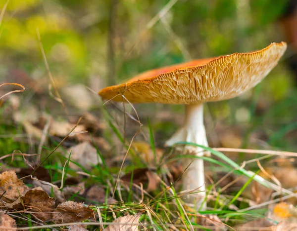 Mosca cogumelo agárico na floresta — Fotografia de Stock