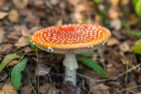 Mouche champignon agarique en forêt — Photo