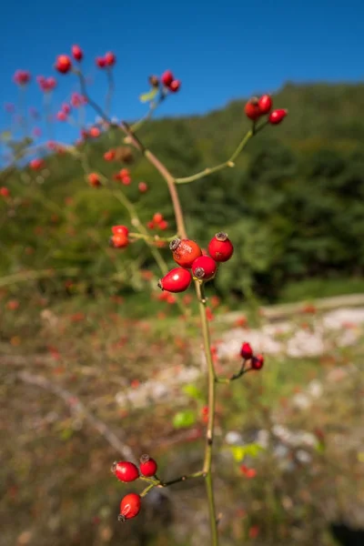 Briar bush with berries — Stock Photo, Image