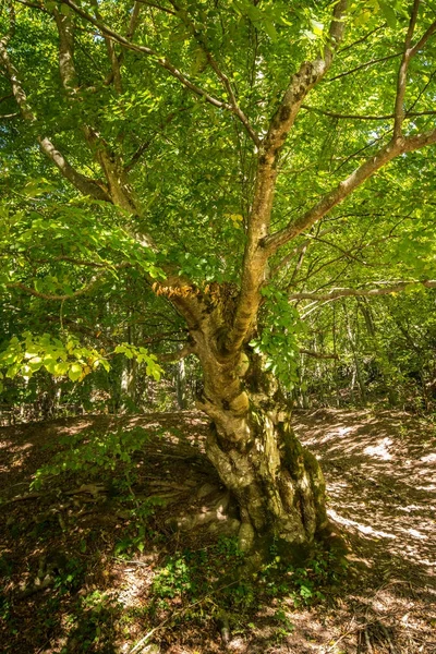 Große Buche — Stockfoto