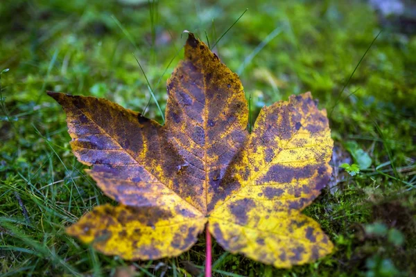 Fallen maple leaf — Stock Photo, Image