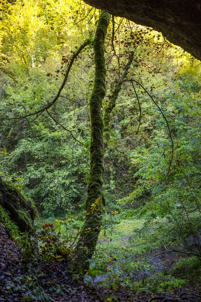Δέντρο που καλύπτονται σε βρύα — Φωτογραφία Αρχείου