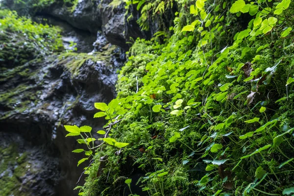 Vegetación verde en el cañón — Foto de Stock