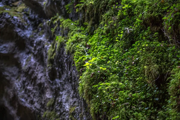 Groene vegetatie in canyon — Stockfoto