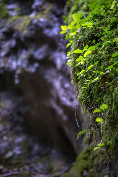 Vegetasi hijau di ngarai — Stok Foto