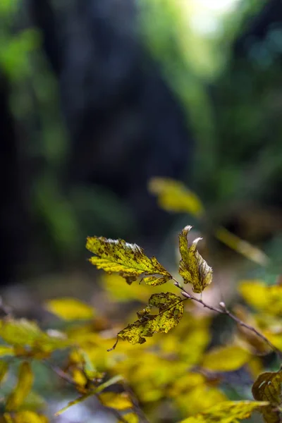 Grüne Vegetation im Canyon — Stockfoto