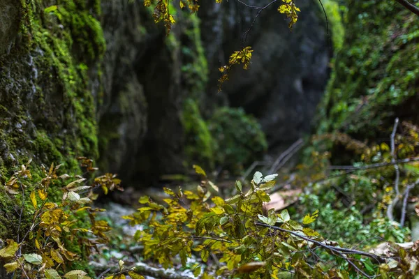 渓谷の美しい風景 — ストック写真