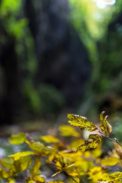 Zeleň v kaňonu — Stock fotografie