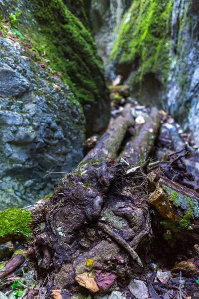 美丽的风景，与峡谷 — 图库照片