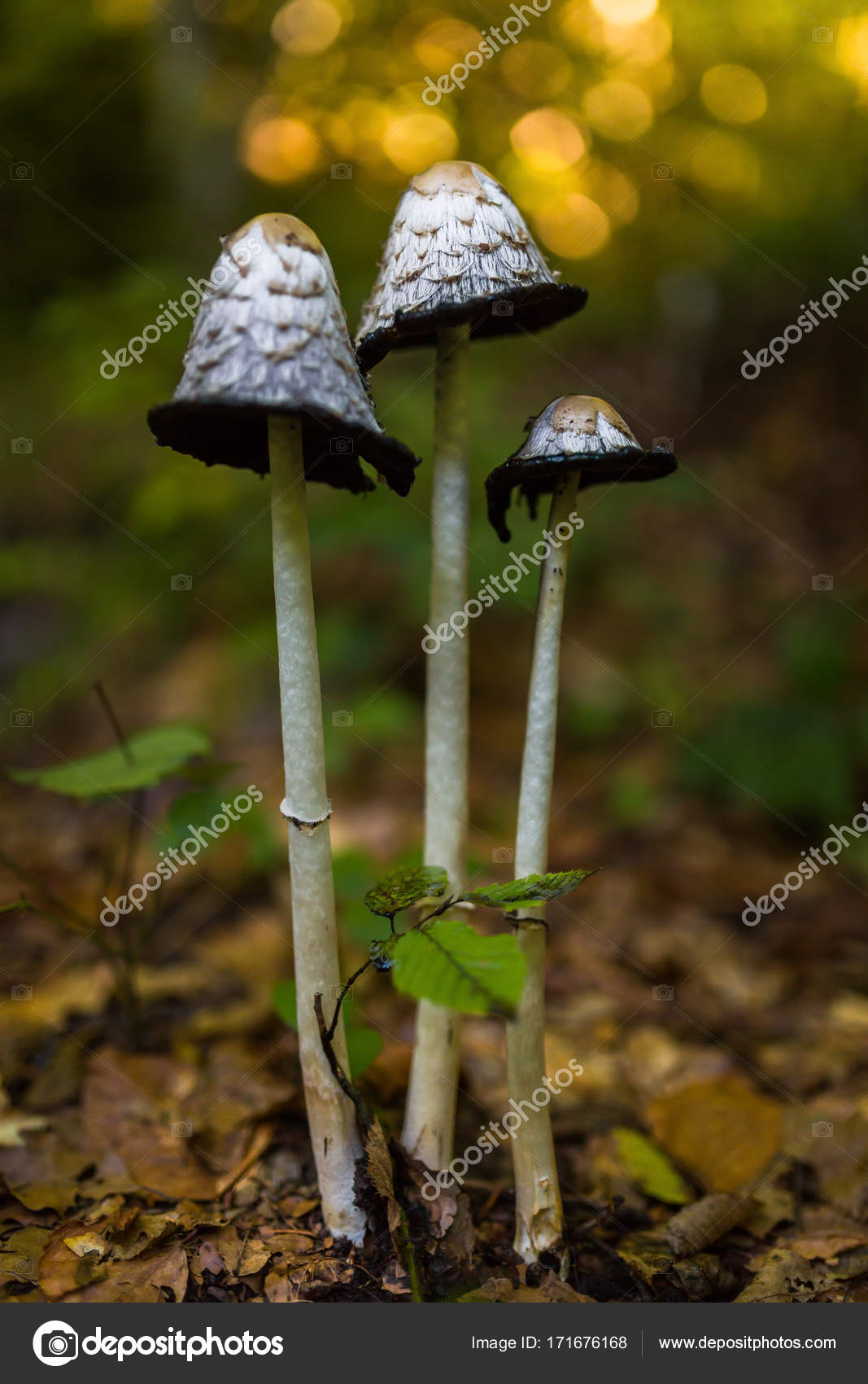 Coprinus Comatus setas — Foto de stock #171676168 © Xalanx, image size:1067x1700