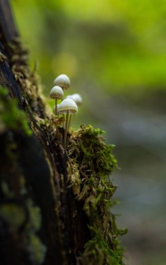 Mycena renati mantar