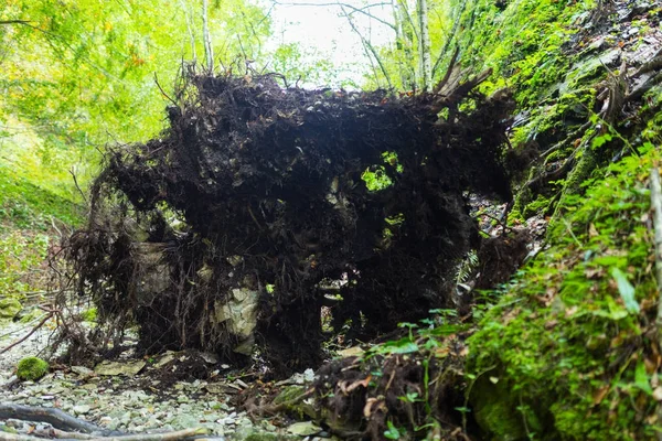 Большое дерево выкорчевано — стоковое фото