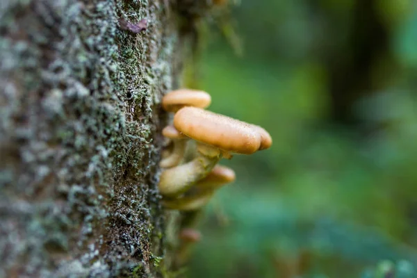 Honey mushrooms cluster — Stock Photo, Image