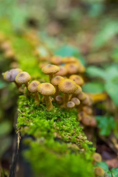 Ciuperci de miere cluster — Fotografie, imagine de stoc