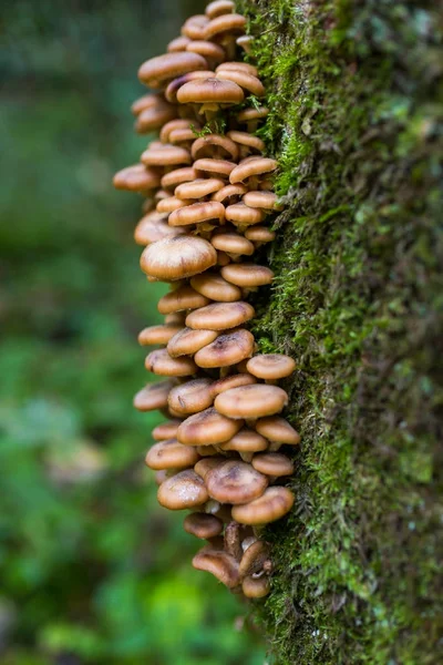 Grappe de champignons au miel — Photo