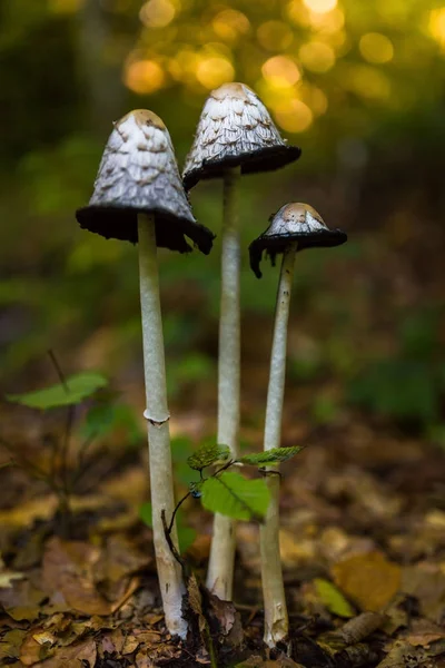 Coprinus comatus-Pilze — Stockfoto