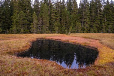 Dağ Gölü ve çam ağaçları